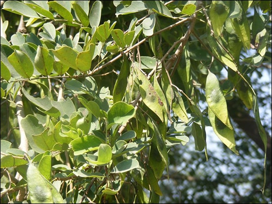 Goraksh, Dalbergia lanceolaria