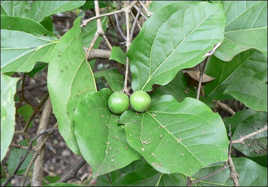 Katak, Clearing nut, Strychnos potatorum