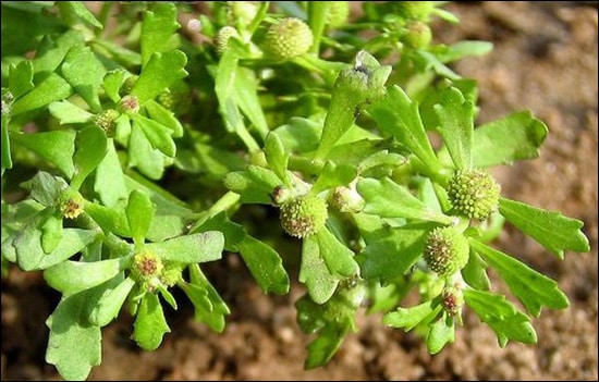 Kshavak, Sneezewort, Centipeda minima