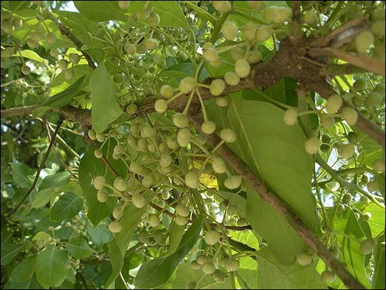 Medasaka, Common tallow laurifolia, Litsea glutinosa