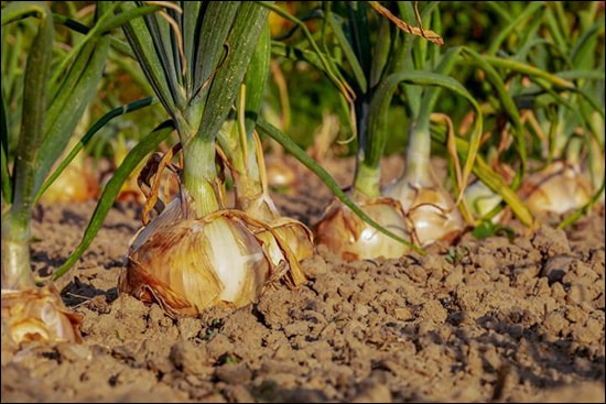 Plandu, Onion, Allium Cepa