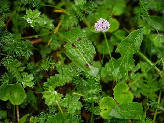 Tagar, Indian Valerian, Valeriana wallichii