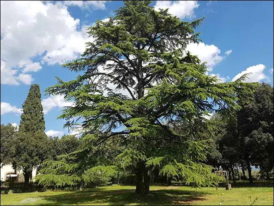 Devdaru, Deodar, Cedrus Deodara