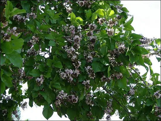 Karanj, Indian Beech, Pongamia Pinnata