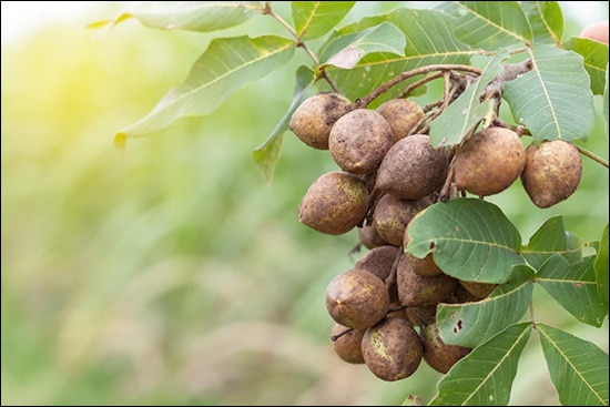 Koshamra, Ceylon Oak, Schleichera Oleosa