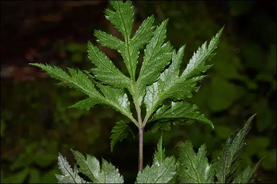 Mameera, Golden Thread Herb, Coptis Teeta