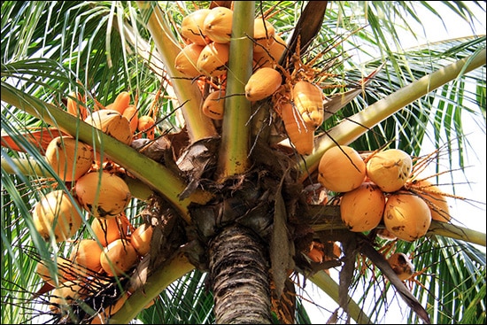 Narikel, Coconut, Cocos Nucifera