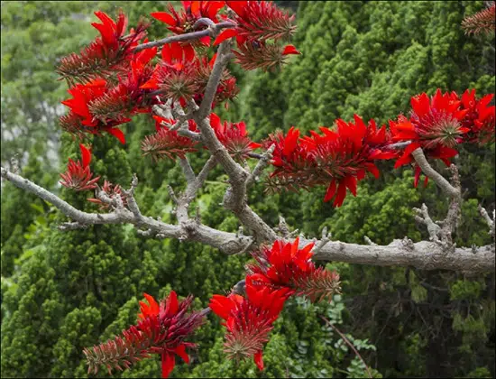 Paribhadra, Indian Coral Tree, Erythrina variegata