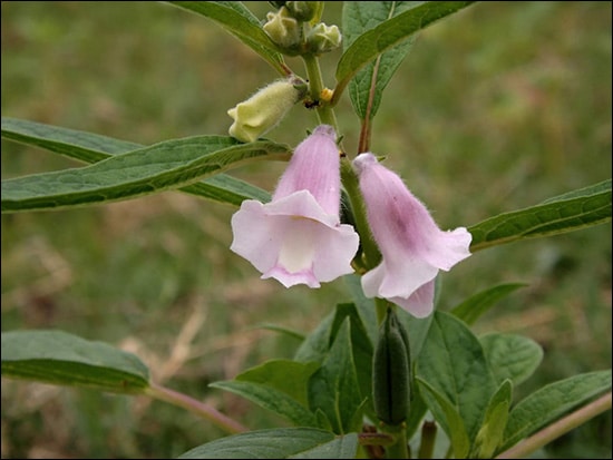 Til, Sesame, Sesamum Indicum