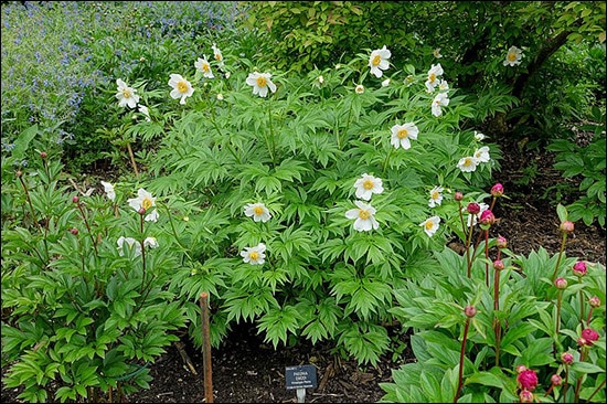 Udsaleev, Himalayan Peony, Paeonia Emodi