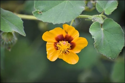 Atibala, Country mallow, Abutilon Indicum