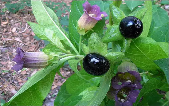 Angurshafa, Soochi, Atropa belladonna