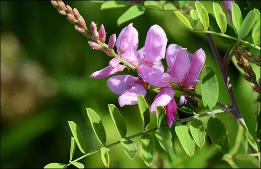 Neelini, Indigo, Indigofera Tinctoria