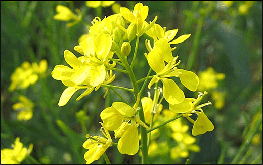 Rajeeka, Indian Mustard, Brassica Juncea