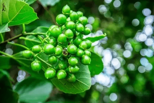 Shleshmatak, Sebesten, Cordia Dichotoma