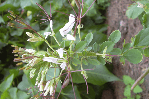 Tilparnni, Dog Mustard, Gynandropsis gynandra