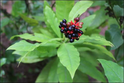 Sarpagandha / Rauvolfia serpentina